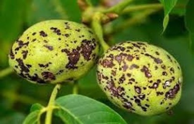 TEPEBAŞI BELEDİYESİ ÜRETİCİLERİ HASTALIKLARA KARŞI UYARDI